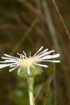 Thistleleaf aster